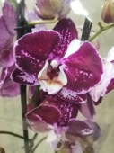 Фаленопсис мутант гибрид орхидея О541 купить в Москве