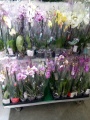 Орхидея Фаленопсис купить в Москве