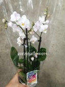 Фаленопсис дикий бело-розовый орхидея О319 от интернет магазина Корзина Цветов