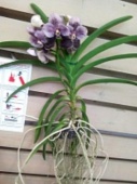 Орхидея Ванда Вайлетт блэк фиолетовая подвесная О1086 купить в Москве