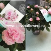 Азалия розовидная Айко светло-розовая DZ232 от интернет магазина Корзина Цветов