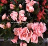 Азалия Хортино розовая DZ235 от интернет магазина Корзина Цветов