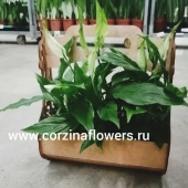 Спатифиллум шопен в кашпо Традишинал KM3 от интернет магазина Корзина Цветов