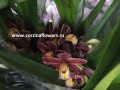Орхидея Цимбидиум Король Орхидей от интернет магазина Корзина Цветов