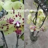 Орхидея Фаленопсис Гирона О101 купить в Москве