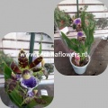 Орхидея Зигопеталум от интернет магазина Корзина Цветов