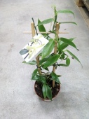 Орхидея Ваниль на решетке О48 от интернет магазина Корзина Цветов