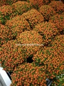 Нертера ягодки оранжевая Астрид  KR219 от интернет магазина Корзина Цветов