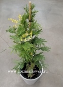 Мимоза 100-120 см в кашпо KM287 от интернет магазина Корзина Цветов