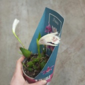 Плеоне белая орхидея О973 купить в Москве