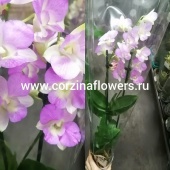 Орхидея Дендробиум Санок Розовый О199 от интернет магазина Корзина Цветов