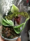 Пафиопедилум Сукхакула орхидея O334 от интернет магазина Корзина Цветов