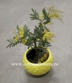 Мимоза подарочная в желтом кашпо KM227 от интернет магазина Корзина Цветов
