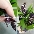 Орхидея Одонтоглоссум от интернет магазина Корзина Цветов