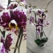Орхидея Фаленопсис Мелисса О98 купить в Москве