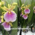 Орхидеи Мильтонии, Мильтонидиумы от интернет магазина Корзина Цветов