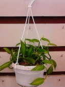 Орхидея Ваниль подвесная О451 от интернет магазина Корзина Цветов