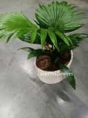 Ливистона Ротундифолия с орехами в керамике пальма KM476 от интернет магазина Корзина Цветов
