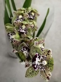 Цимбидиум Тигринум орхидея О446 от интернет магазина Корзина Цветов