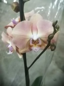 Фаленопсис гибрид орхидея О536 купить в Москве