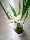 Зигопеталум белый гибрид орхидея О926 купить в Москве