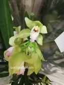 Цимбидиум зелено-розовый орхидея О418 от интернет магазина Корзина Цветов