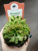 Дросера Алисия, мухоловка, растение хищник KR2180 от интернет магазина Корзина Цветов