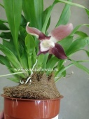 Кохлеантес бордовый орхидея О214 от интернет магазина Корзина Цветов
