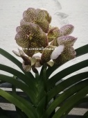 Орхидея Ванда желтая Бьюти леопард подвесная О131 от интернет магазина Корзина Цветов