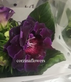 Глоксиния фиолетовая махровая растение DZ424 купить в Москве