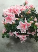 Азалия Симси розово-белая DZ378 от интернет магазина Корзина Цветов