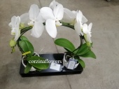 Фаленопсис Формидабло арка орхидея KM472 от интернет магазина Корзина Цветов