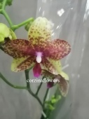 Фаленопсис Гроссето орхидея О314 купить в Москве