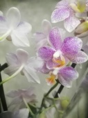 Фаленопсис Литл Стар орхидея О662 купить в Москве