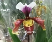 Пафиопедилум гибрид 228 орхидея O228 от интернет магазина Корзина Цветов