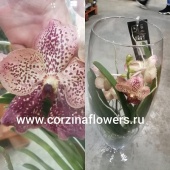 Орхидея Ванда Ред Махагон в стекле Шампань KM125 купить в Москве