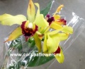 Орхидея Каттлея в горшке от интернет магазина Корзина Цветов