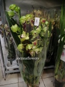 Цимбидиум зелено-бордовый орхидея О419 от интернет магазина Корзина Цветов
