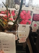 Роза флорибунда Черри Гёрл KORDES саженец OG362 купить в Москве