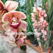 Орхидея Цимбидиум оранжевый 70-80 см О134 от интернет магазина Корзина Цветов