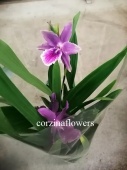 Мильтония орхидея О329 от интернет магазина Корзина Цветов