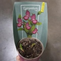 Орхидея Циприпедиум купить в Москве