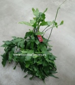 Эпифиллум Оксипеталум подвесной кактус KR610 от интернет магазина Корзина Цветов