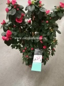 Азалия индика на решетке малиновая 50-60 см DZ243 от интернет магазина Корзина Цветов