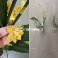 Одонтоцидиум орхидея от интернет магазина Корзина Цветов