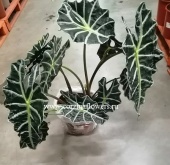 Алоказия Амазоника Дворф 40-50 см KR856 от интернет магазина Корзина Цветов
