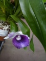 Кохлеантес орхидея от интернет магазина Корзина Цветов