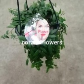 Эсхинантус Джэфролепис подвесной DZ158 от интернет магазина Корзина Цветов