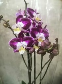 Фаленопсис гибрид орхидея О537 купить в Москве