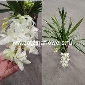 Орхидея Цимбидиум Каскад 2-3 цв подвесной О96 от интернет магазина Корзина Цветов